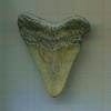 Зуб ископаемой акулы. (Мегалодон). 5,3 см