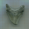 Зуб ископаемой акулы Мегалодона