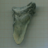 Зуб акулы Мегалодона