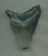 Зуб акулы Мегалодон. 9 см.