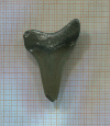 Зуб акулы Мегалодон