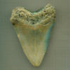 Окаменелость. Зуб Мегалодона. (Ископаемая акула)
Длина 10 см.